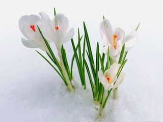 Vozes da primavera de strauss