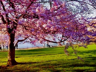 Vozes da primavera de strauss