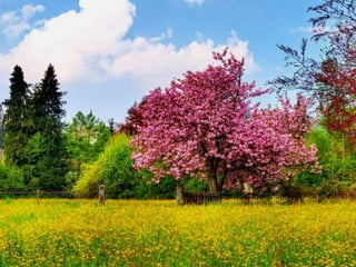 Vozes da primavera de strauss