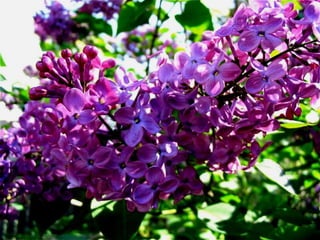 Vozes da primavera de strauss