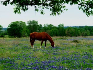 Vozes da primavera de strauss