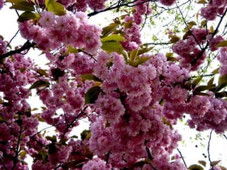 Vozes da primavera de strauss