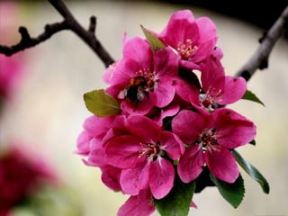 Vozes da primavera de strauss