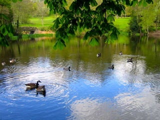 Vozes da primavera de strauss