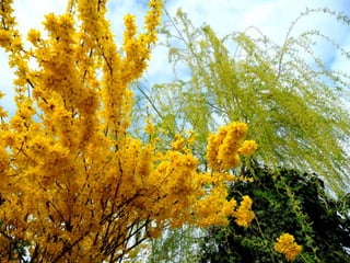 Vozes da primavera de strauss