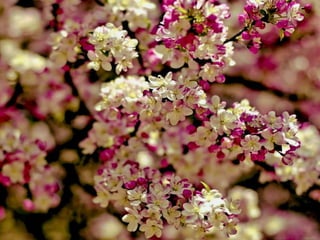 Vozes da primavera de strauss