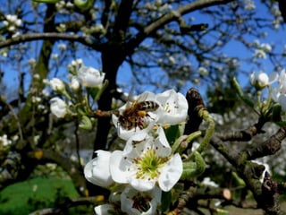 Vozes da primavera de strauss