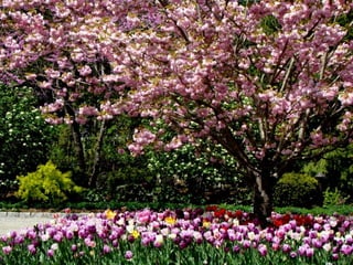 Vozes da primavera de strauss