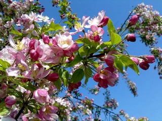 Vozes da primavera de strauss