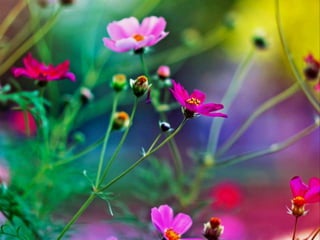 Vozes da primavera de strauss