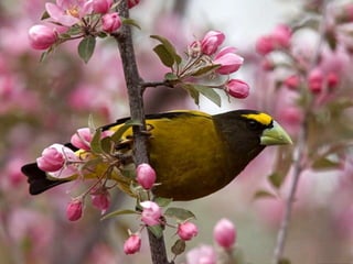 Vozes da primavera de strauss