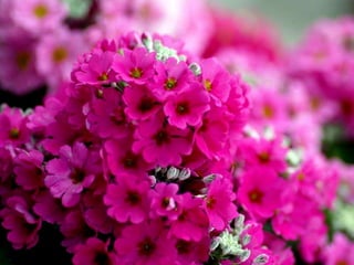 Vozes da primavera de strauss