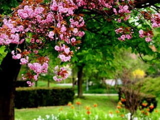 Vozes da primavera de strauss