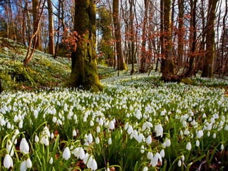Vozes da primavera de strauss
