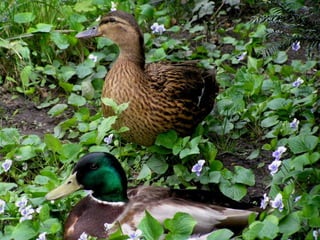 Vozes da primavera de strauss