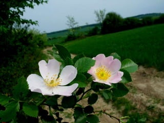 Vozes da primavera de strauss
