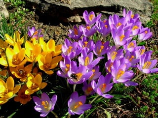 Vozes da primavera de strauss