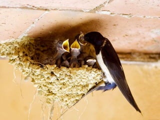 Vozes da primavera de strauss