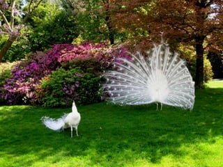 Vozes da primavera de strauss