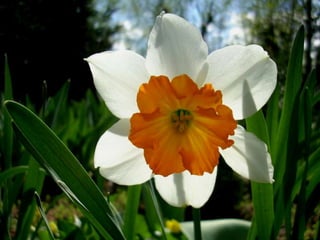 Vozes da primavera de strauss