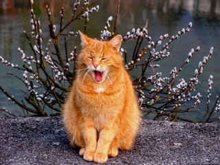 Vozes da primavera de strauss