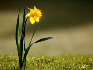 Vozes da primavera de strauss