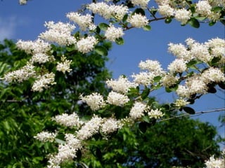 Vozes da primavera de strauss