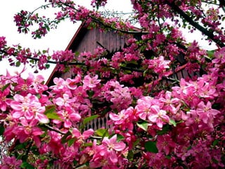 Vozes da primavera de strauss