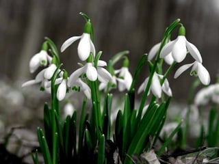 Vozes da primavera de strauss