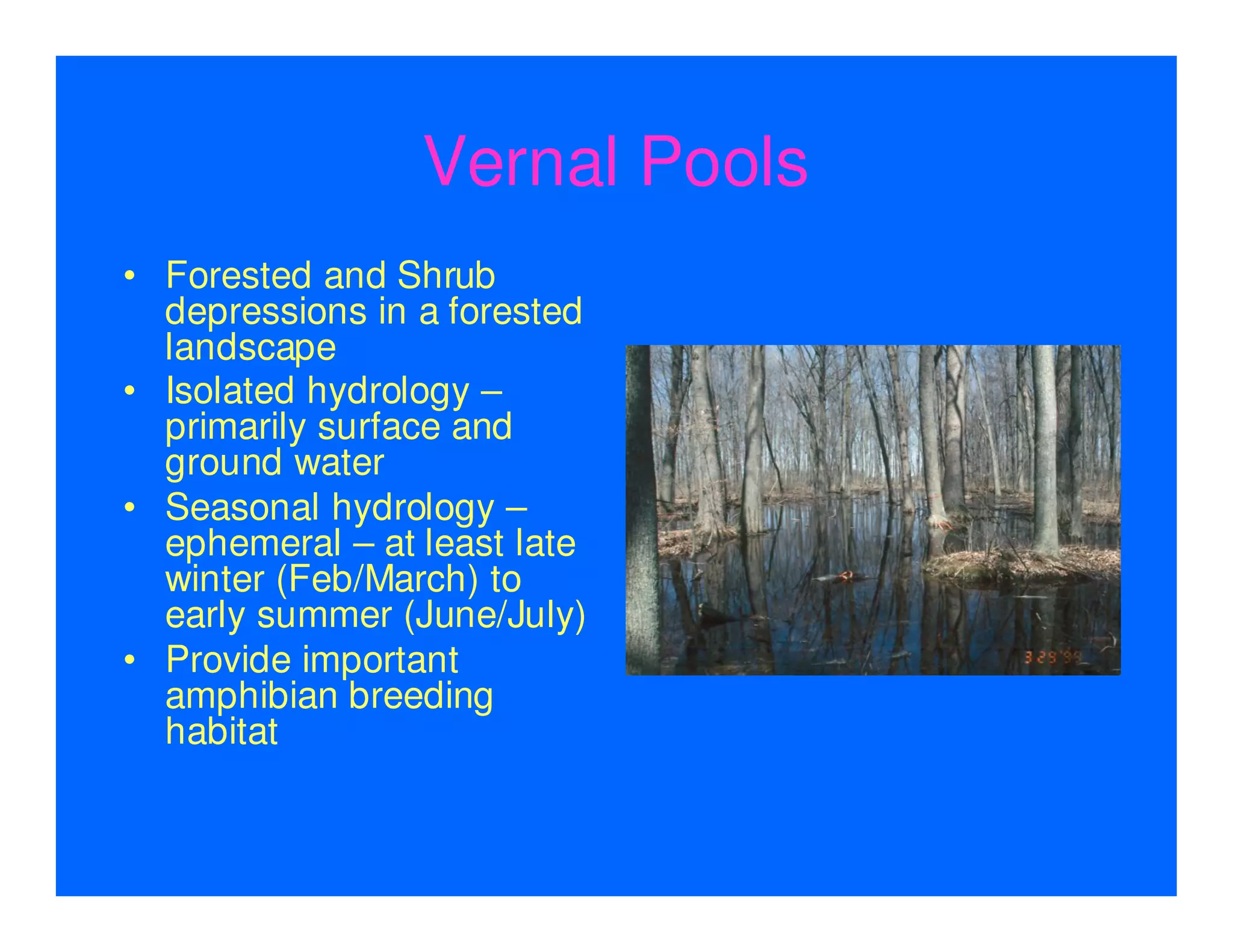 Vernal Pools & Amphibians