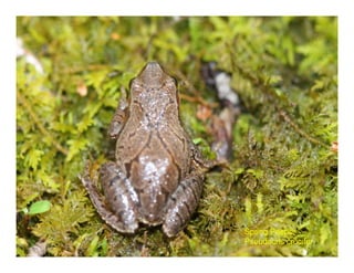 Spring Peeper.
Pseudacris crucifer
 
