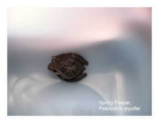Spring Peeper,
Pseudacris crucifer
 