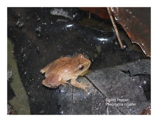Spring Peeper
Pseudacris crucifer
 