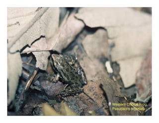 Western Chorus Frog,
Pseudacris triseriata
 