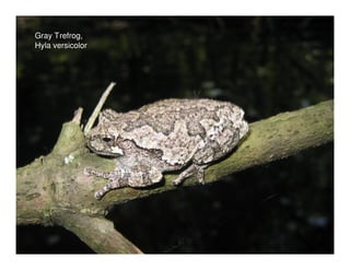 Gray Trefrog,
Hyla versicolor
 