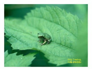Gray Treefrog,
Hyla versicolor
 