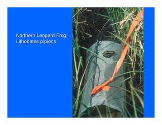 Northern Leopard Frog
Lithobates pipiens
 