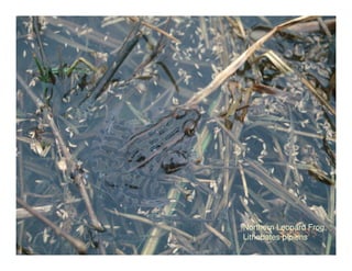 Northern Leopard Frog,
Lithobates pipiens
 