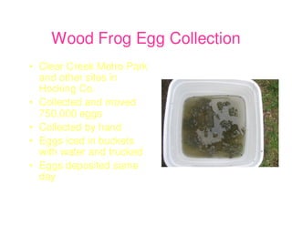Wood Frog Egg Collection
• Clear Creek Metro Park
  and other sites in
  Hocking Co.
• Collected and moved
  750,000 eggs
• Collected by hand
• Eggs iced in buckets
  with water and trucked
• Eggs deposited same
  day
 