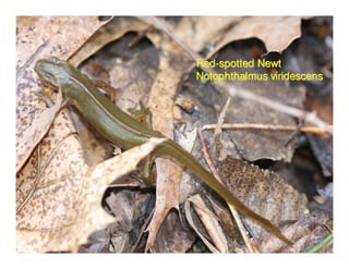 Red-spotted Newt
Notophthalmus viridescens
 