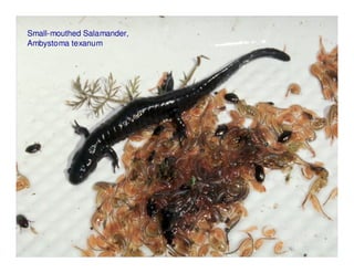 Small-mouthed Salamander,
Ambystoma texanum
 
