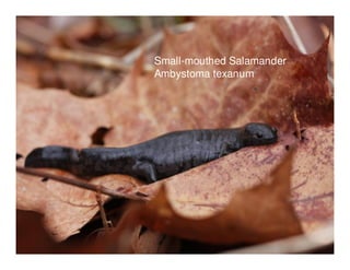 Small-mouthed Salamander
Ambystoma texanum
 