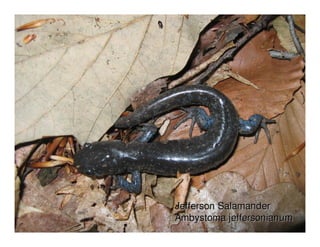 Jefferson Salamander
Ambystoma jeffersonianum
 