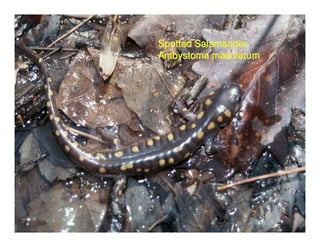 Spotted Salamander
Ambystoma maculatum
 