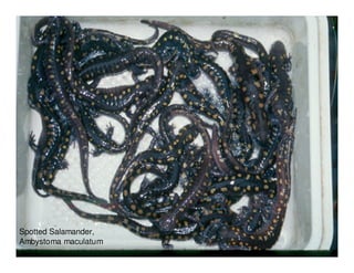 Spotted Salamander,
Ambystoma maculatum
 