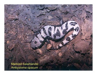 Marbled Salamander,
Ambystoma opacum
 