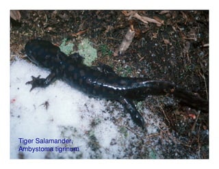 Tiger Salamander,
Ambystoma tigrinum
 