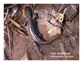 Tiger Salamander
Ambystoma tigrinum
 