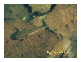 Tiger Salamander larva
 