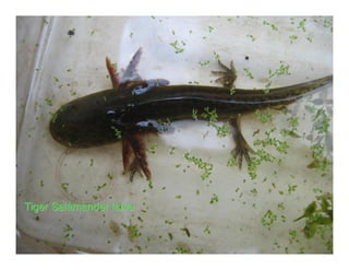 Tiger Salamander larva
 